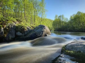 a river running through a lush green forest